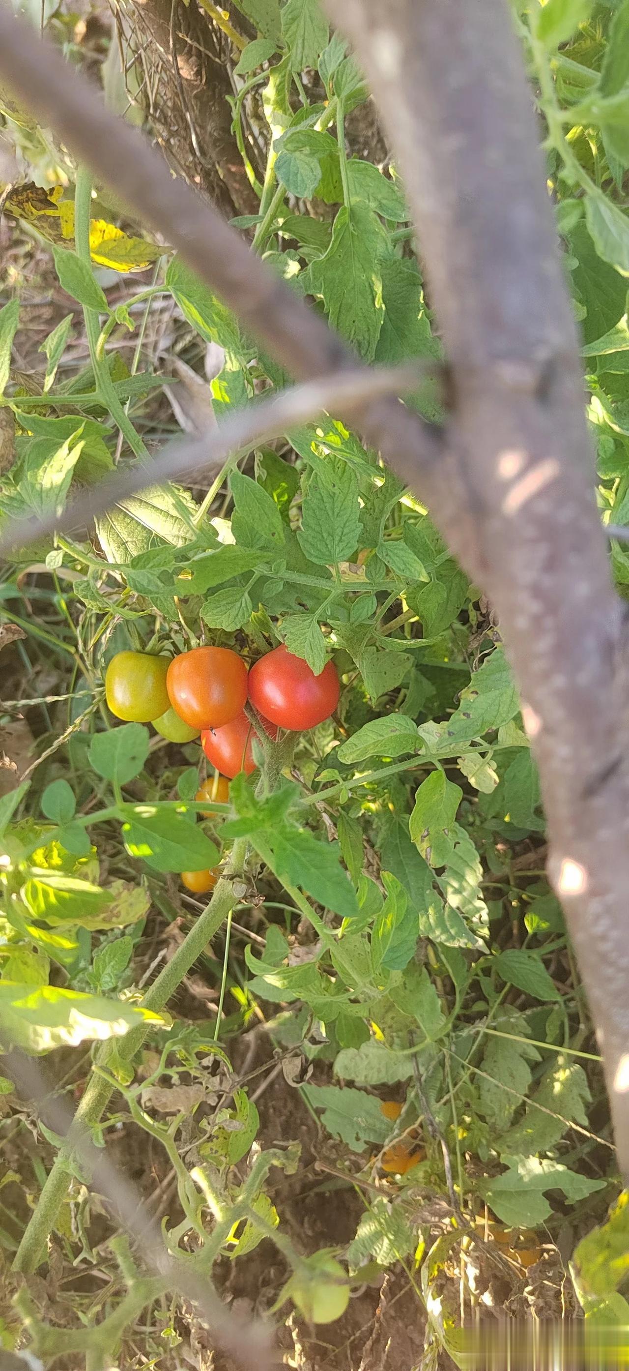 #记录我的2023# 
#秋日生活打卡记# 
秋日菜园，绿油油一片，各色蔬菜茂茂