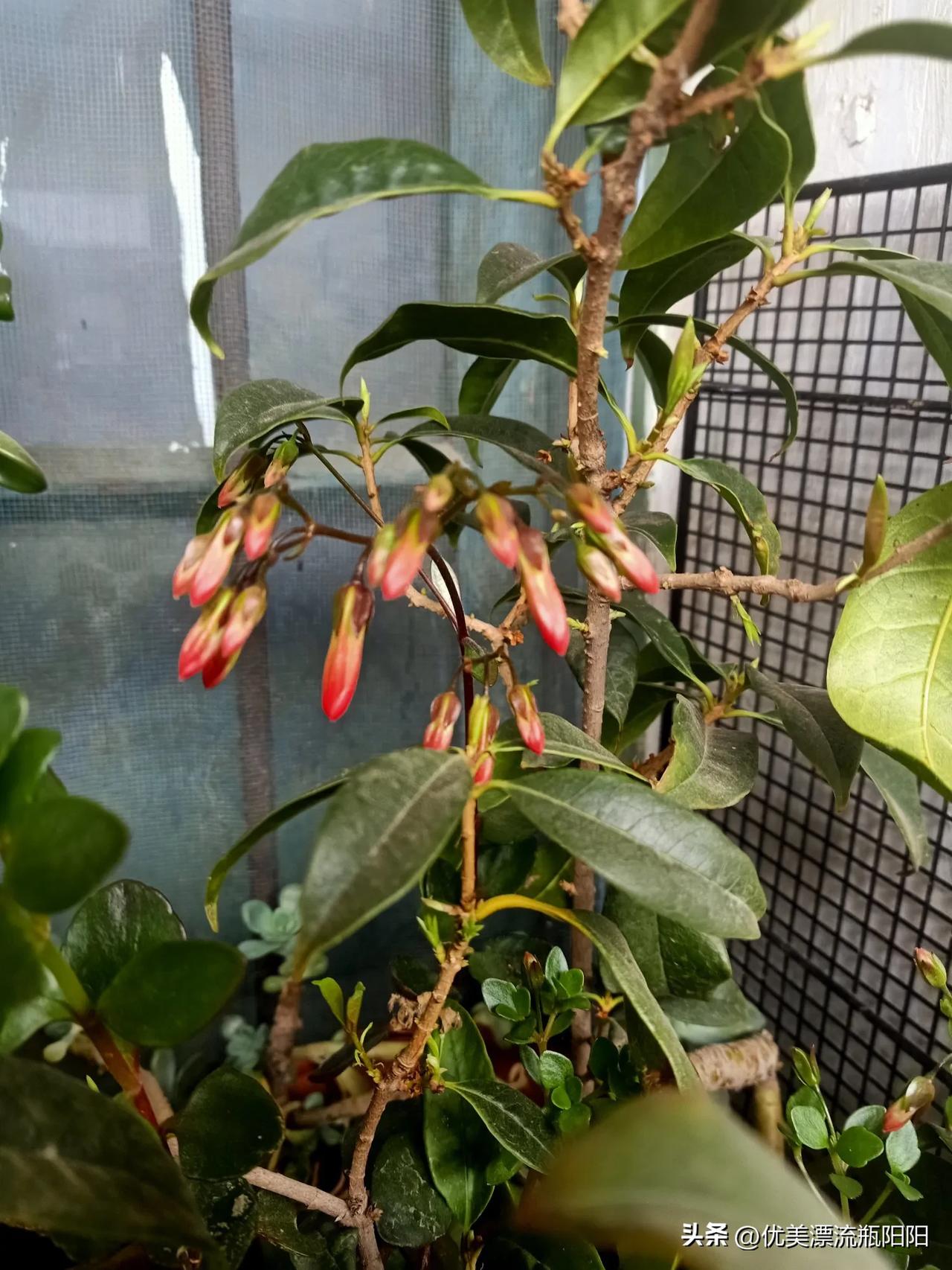 集卡领红包含苞待放，花开富贵！