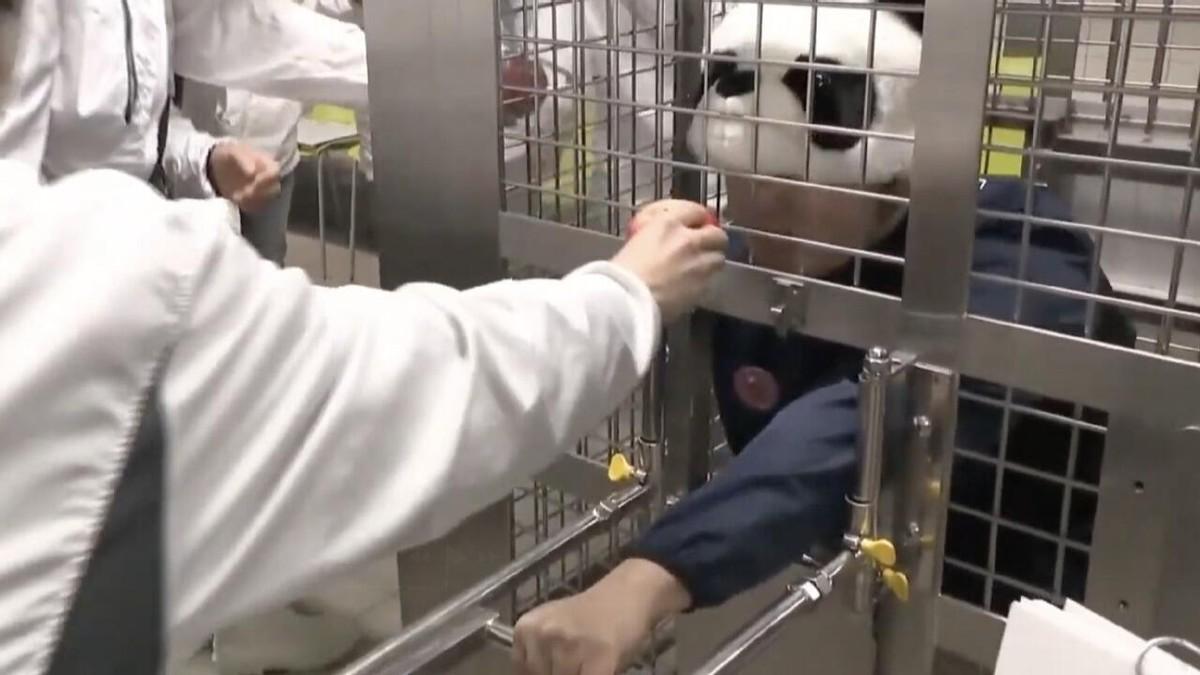 失去大熊猫以后，日本饲养员扮演大熊猫补位，游客可投喂苹果块
根据媒体报道，随着日