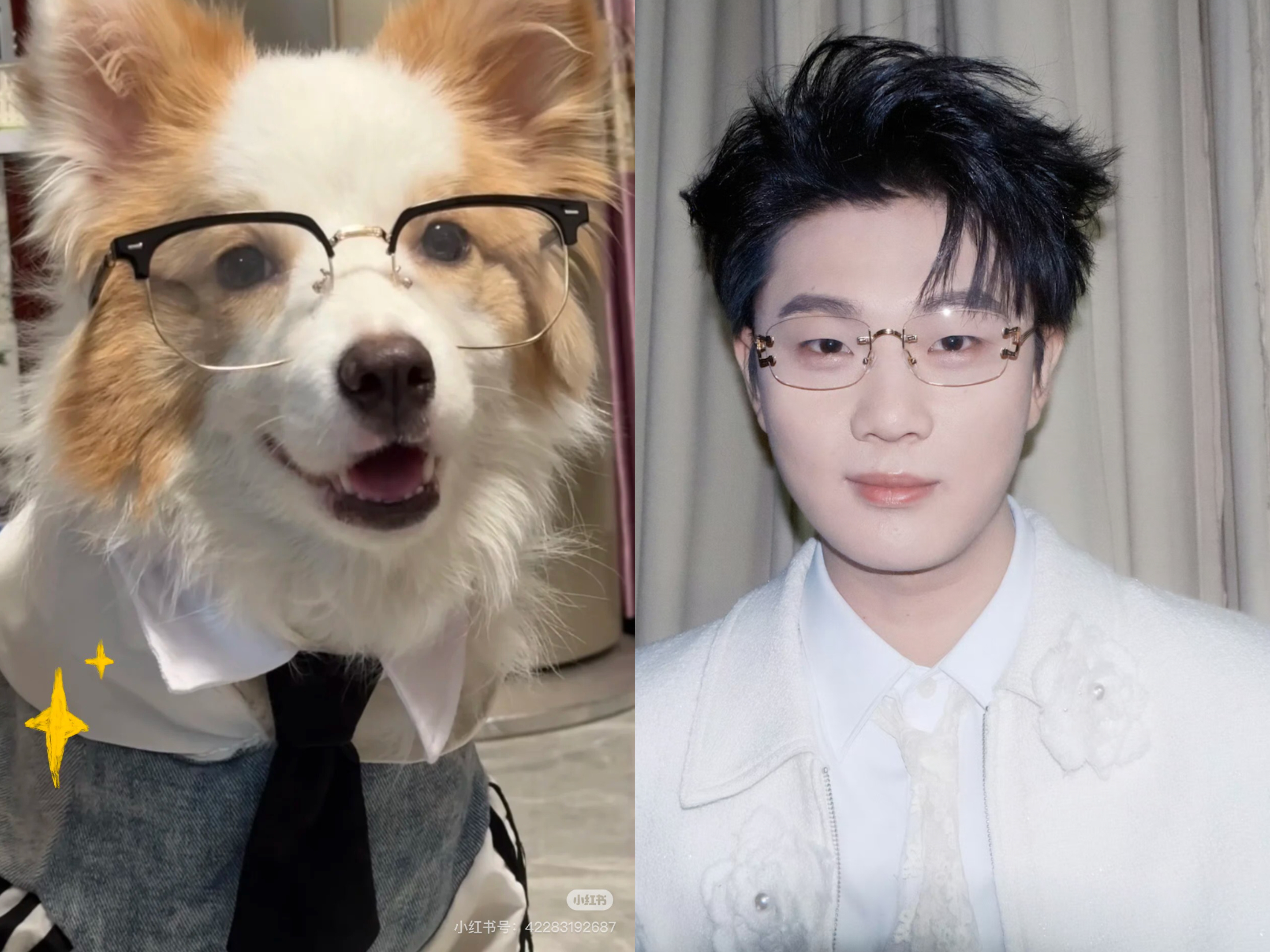 这个世界不能没有小狗🐶 ​​​