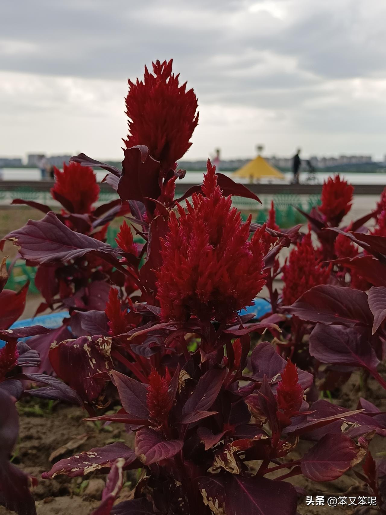 笔鸡冠花

我是园中那株笔鸡冠花，绛红的花序直挺挺举着，像谁遗落的毛笔，又似未燃