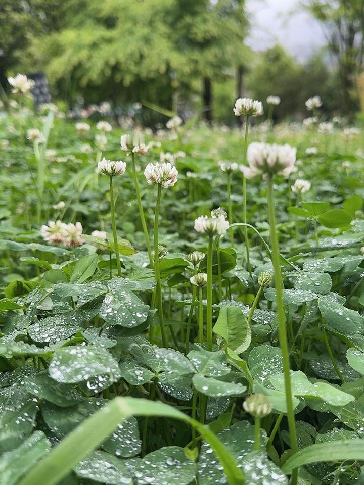 今日赏花，随手拍。