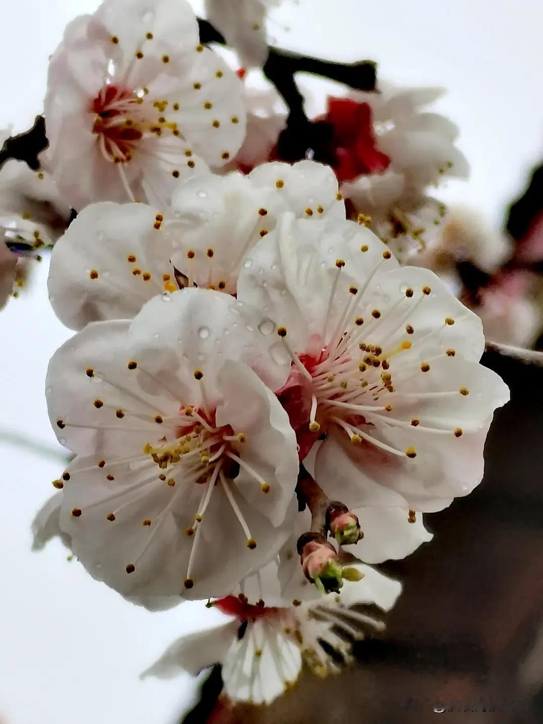 上联：昨夜春风穿旧巷，
下联：明朝细雨观杏花。
横批：风景绮丽[玫瑰][赞]
