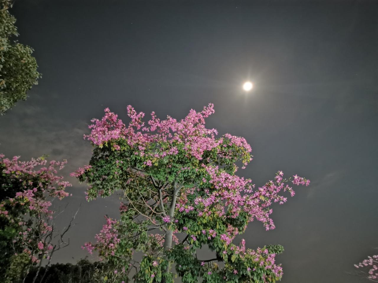 一树花，
一轮月，
满地清辉。