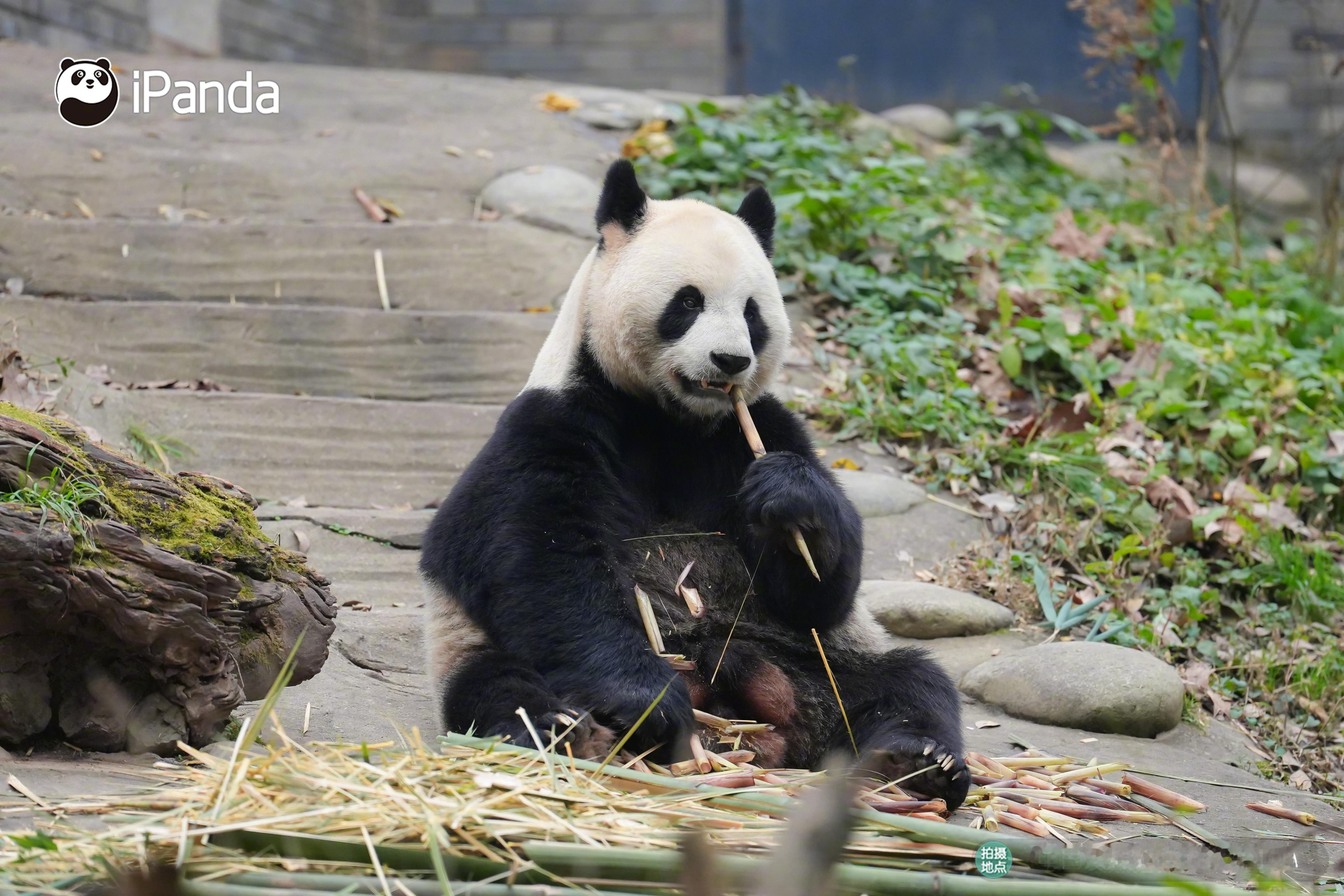 跟大熊猫学霸总穿搭“高领毛衣”上身，霸总气质拿捏～大熊猫依宝 熊猫趣图