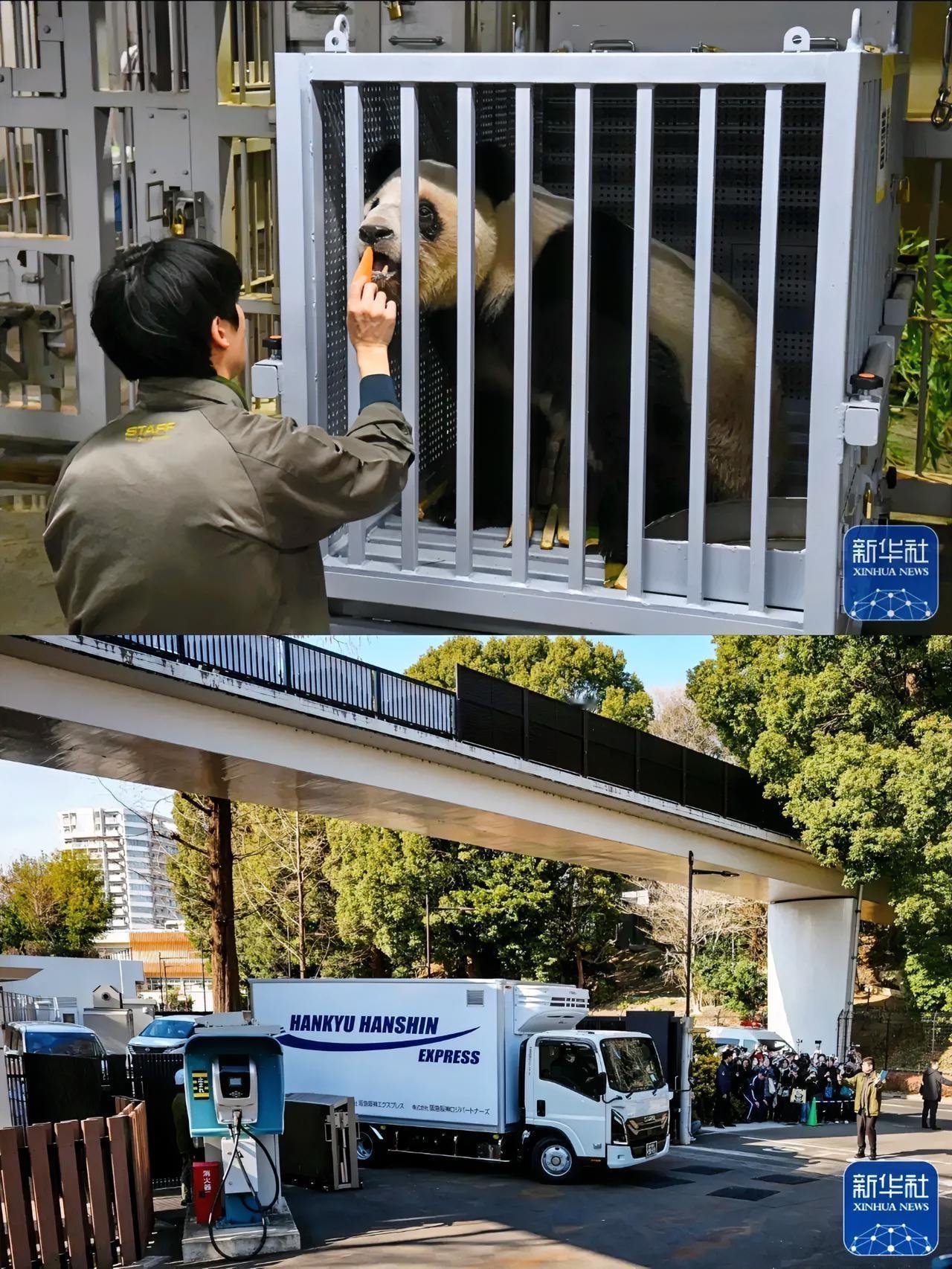 有骨气的“猫”

1月27日，装载“晓晓”和“蕾蕾”的卡车从上野动物园出发前往机