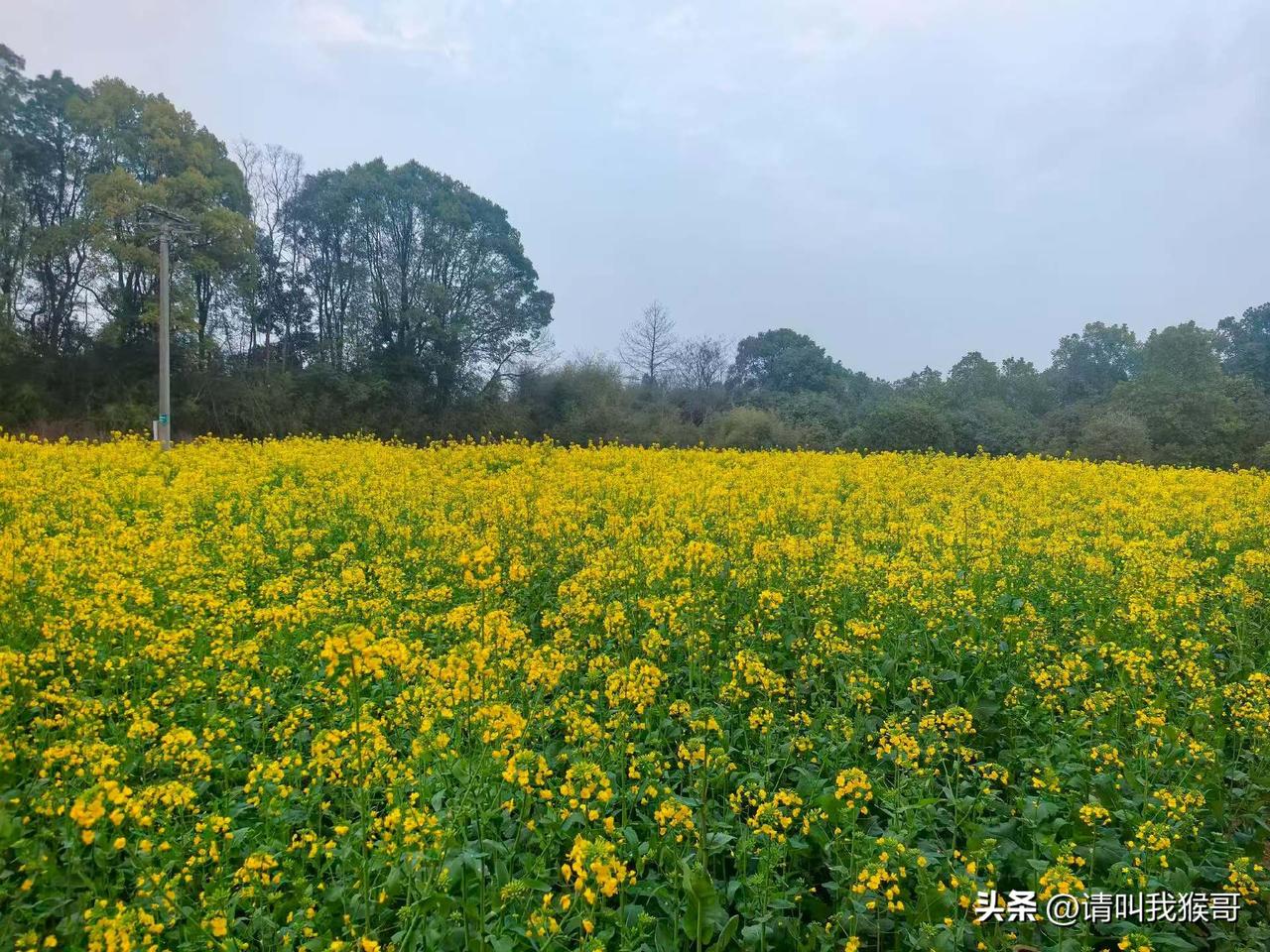 天南地北大拜年最近都在说油菜花的事，啥情况？