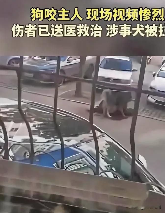 这阿拉斯加犬到底做错了啥？忠诚都换来这样的结果，真是人心不古啊。在山西大同云岗区