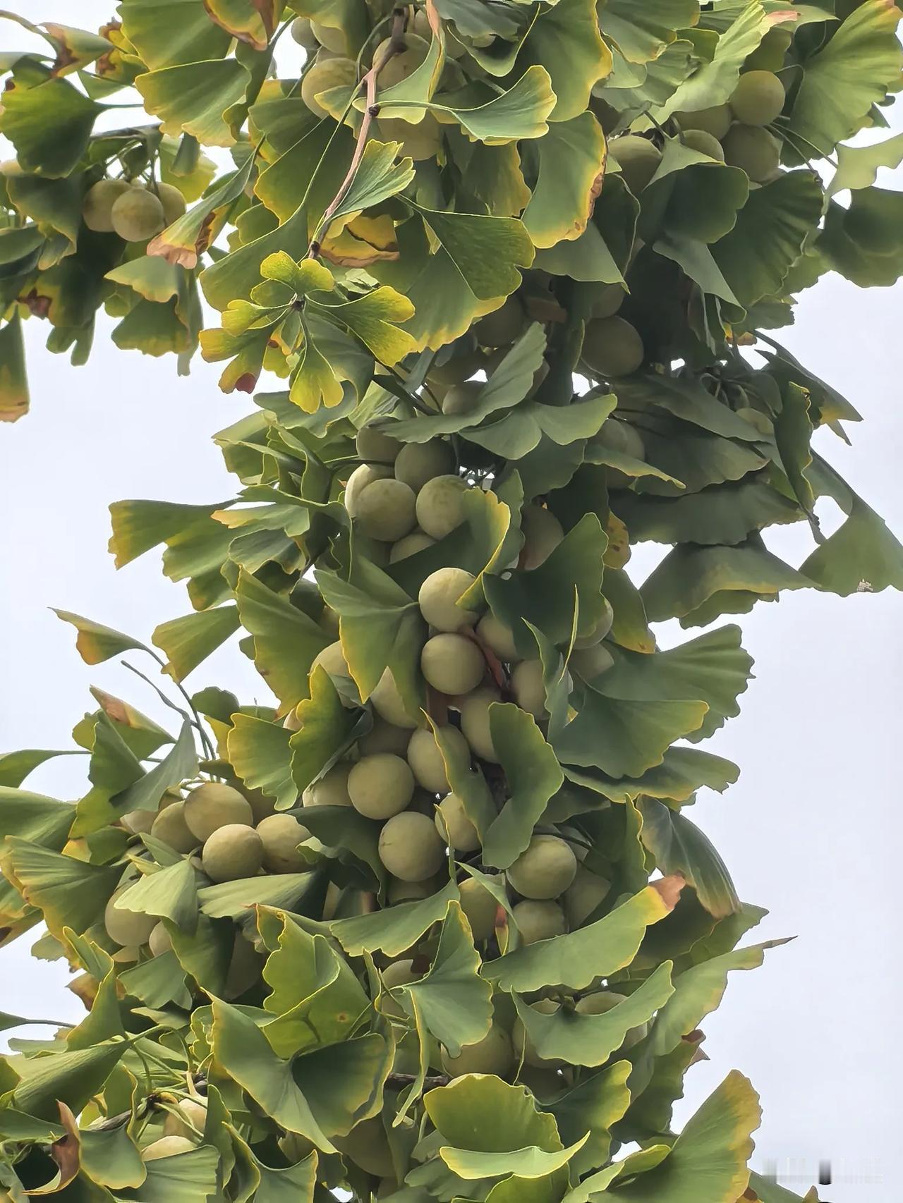 果实累累的银杏。
