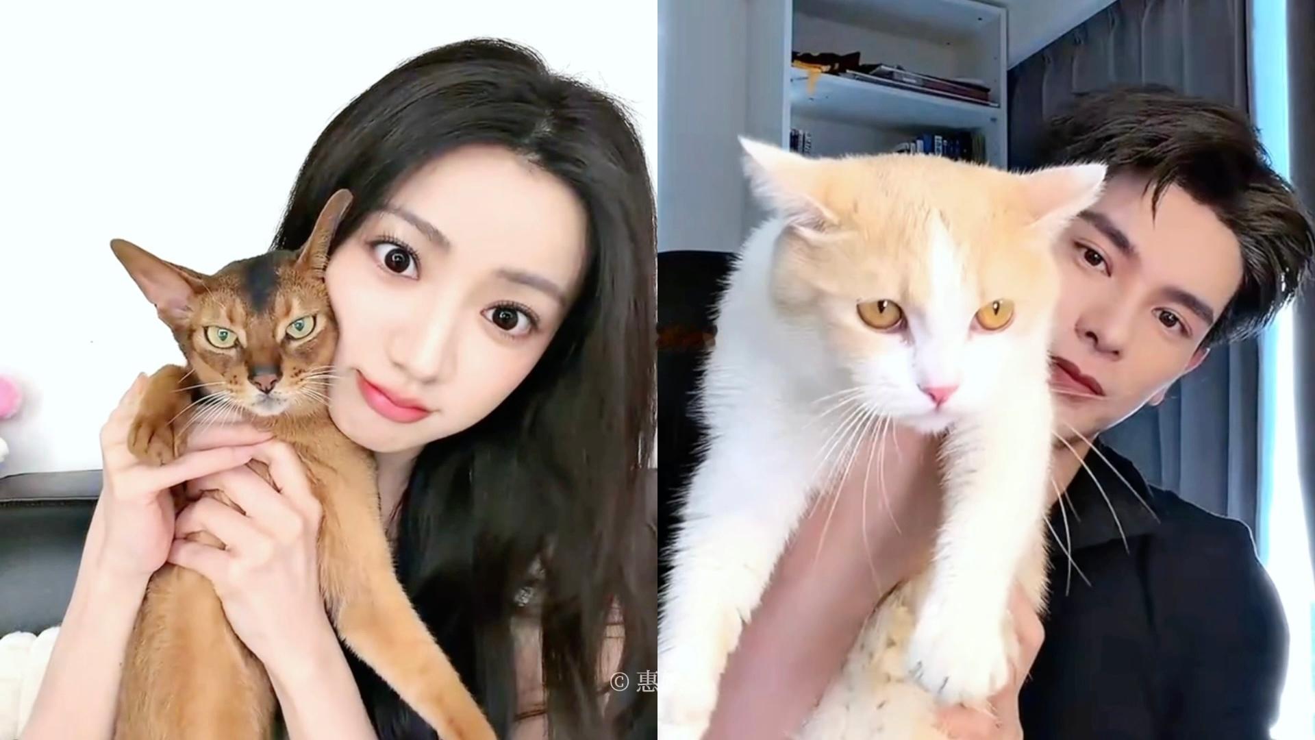 被一黄羿一姚弛两猫猫萌翻ฅ՞•ﻌ•՞ฅ嗷喵嗷喵～ 