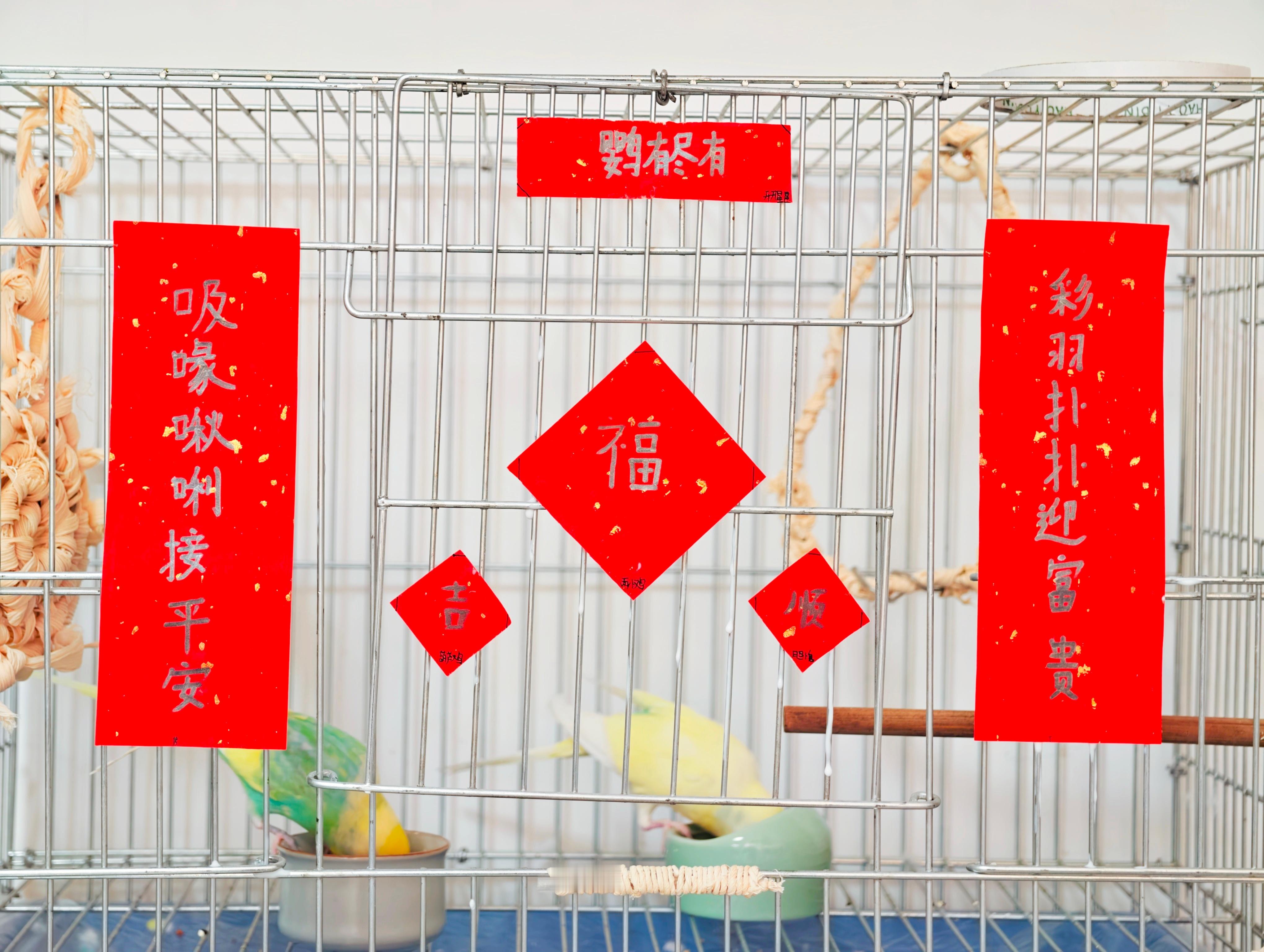 新年快乐！祝大家在新的一年里好好干饭！膘肥体壮！鹦鹉小蓝和布丁