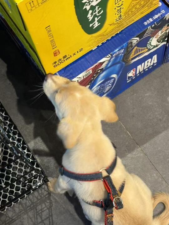 哈哈哈哈，兴奋的狗子
