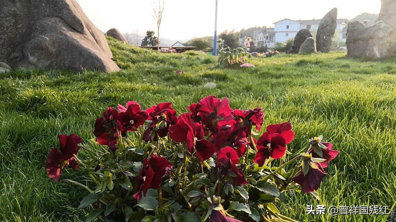 在草坪上撞见这丛热烈的红，像生命在平凡里开出的火。
 
不必争天地，只在自己的一