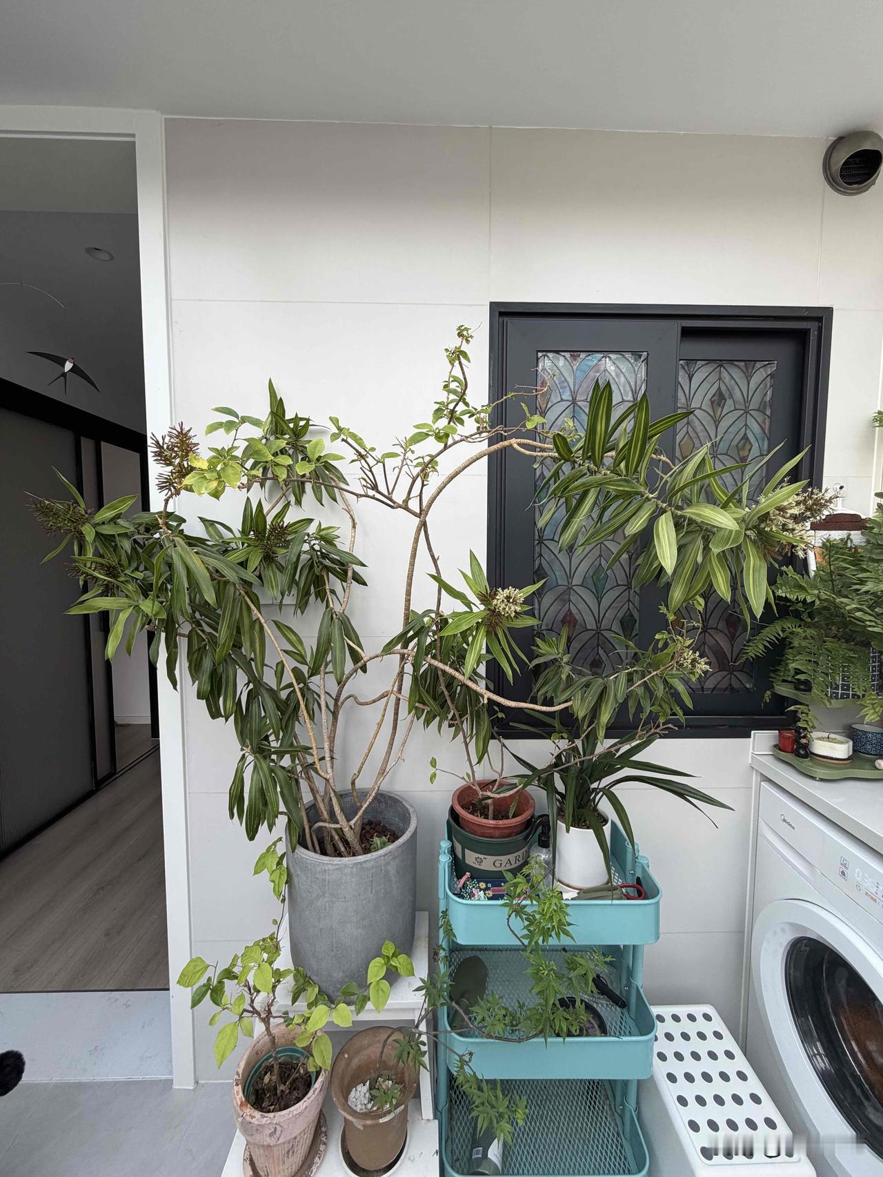 一早起来，养了五年的百合竹花开爆了，顺便拍了下露台养的其他正在开的花，月季虽然难