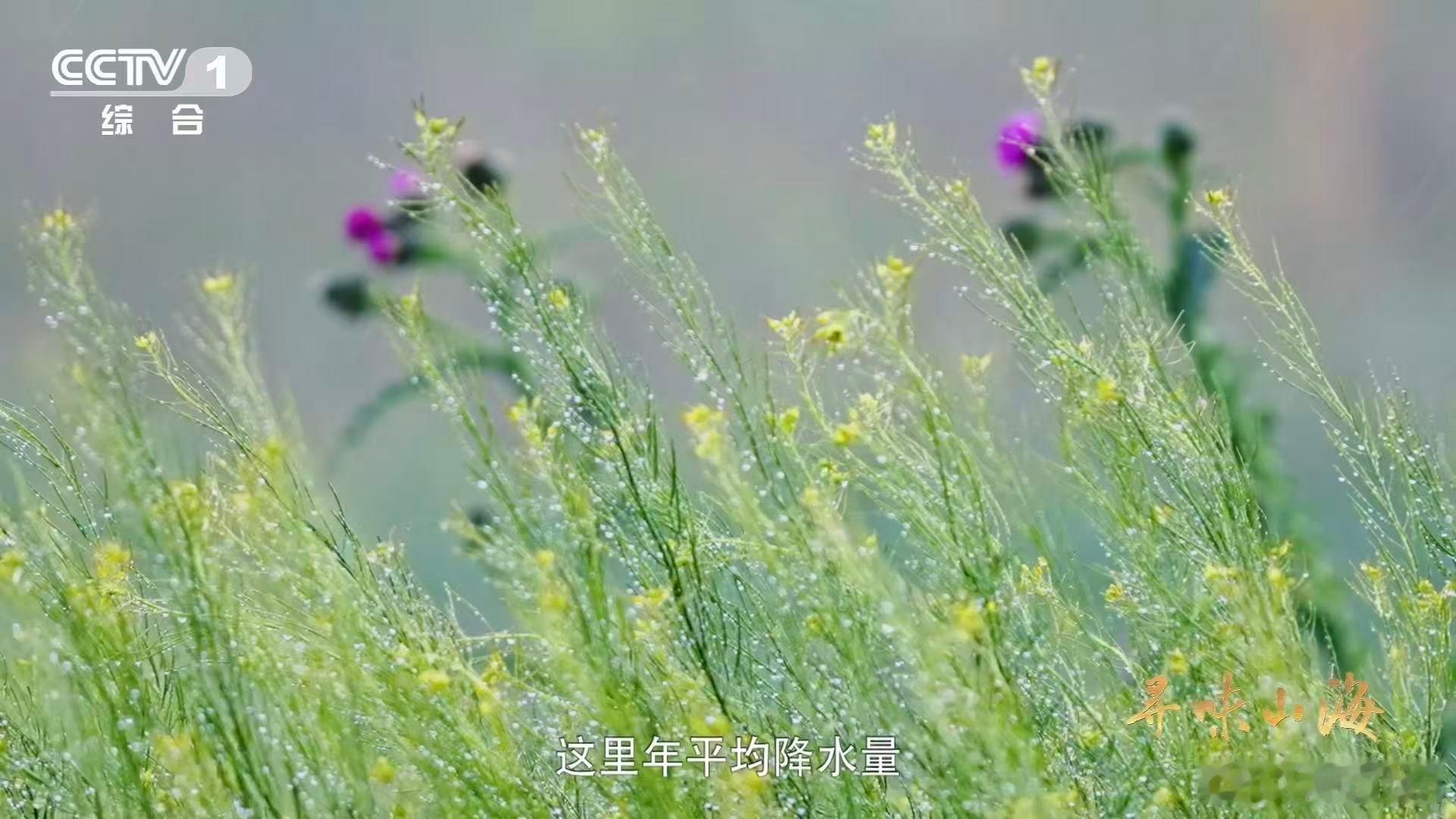 10颗葡萄干里9颗来自吐鲁番吐鲁番有500余种葡萄干 吐鲁番的晾房像天然工厂，让