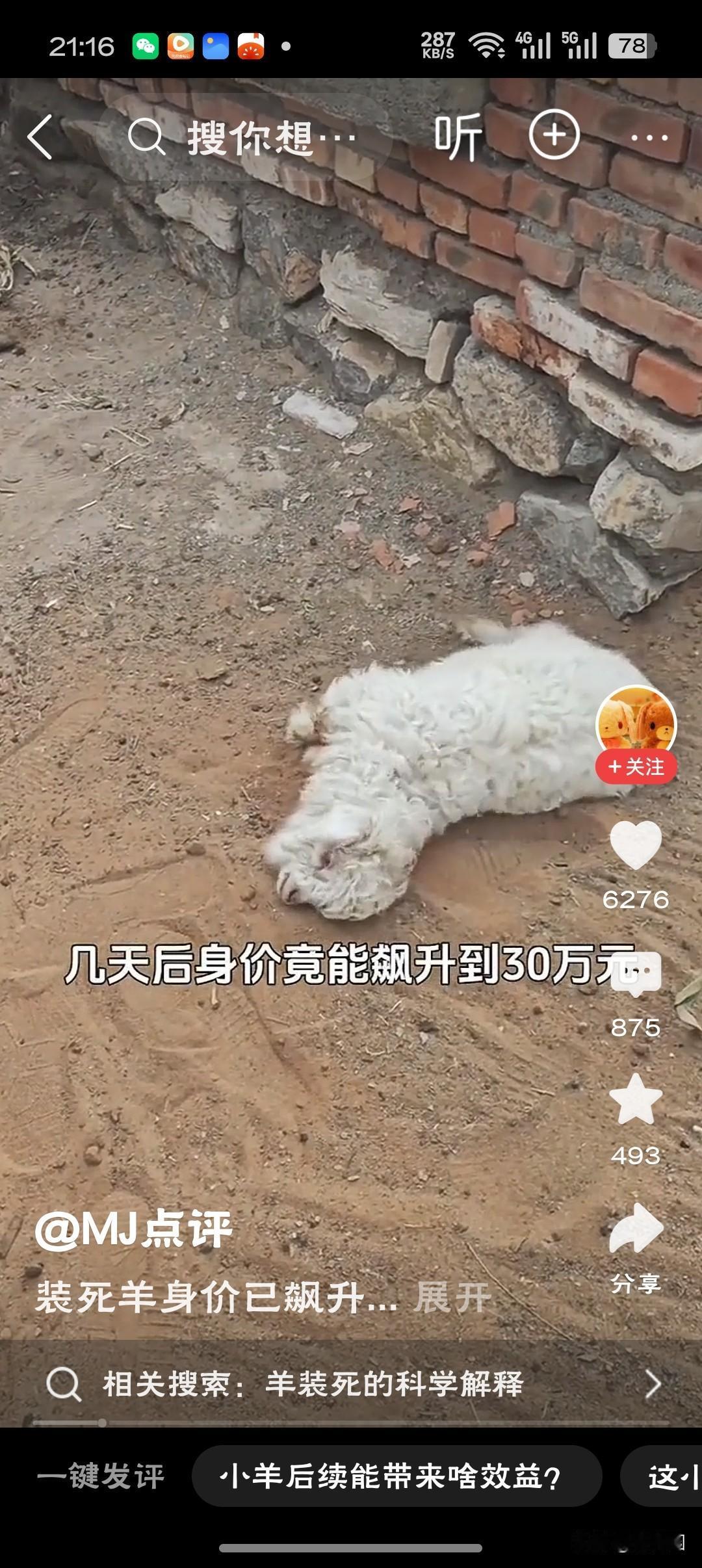 宁夏装死小羊身价暴涨至30万这只羊用“装死”证明了：在流量时代，只要戏够足，身价