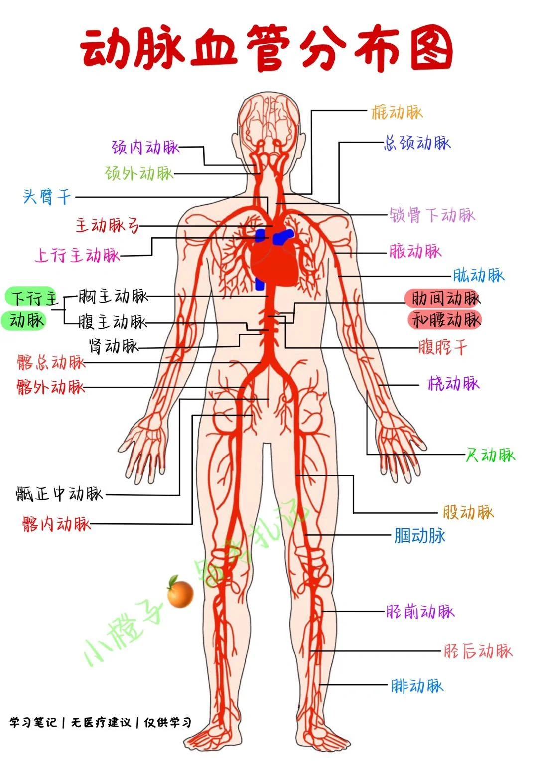 📖学习笔记｜全身动脉血管分布图🔥