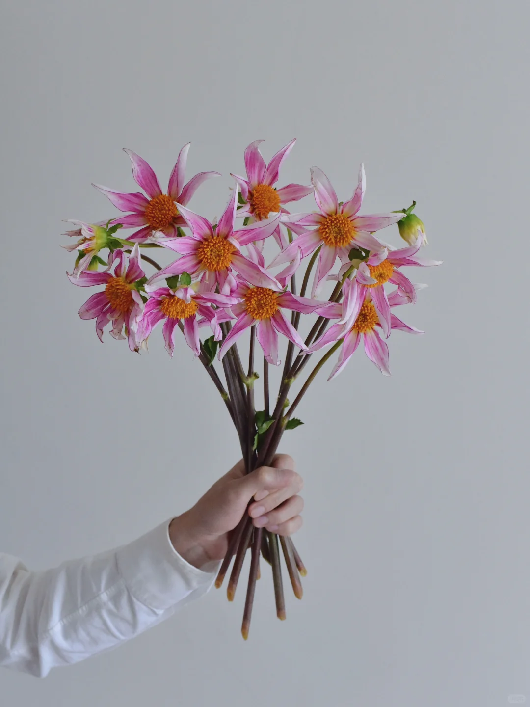 三木谷大丽花庄园·易碎品