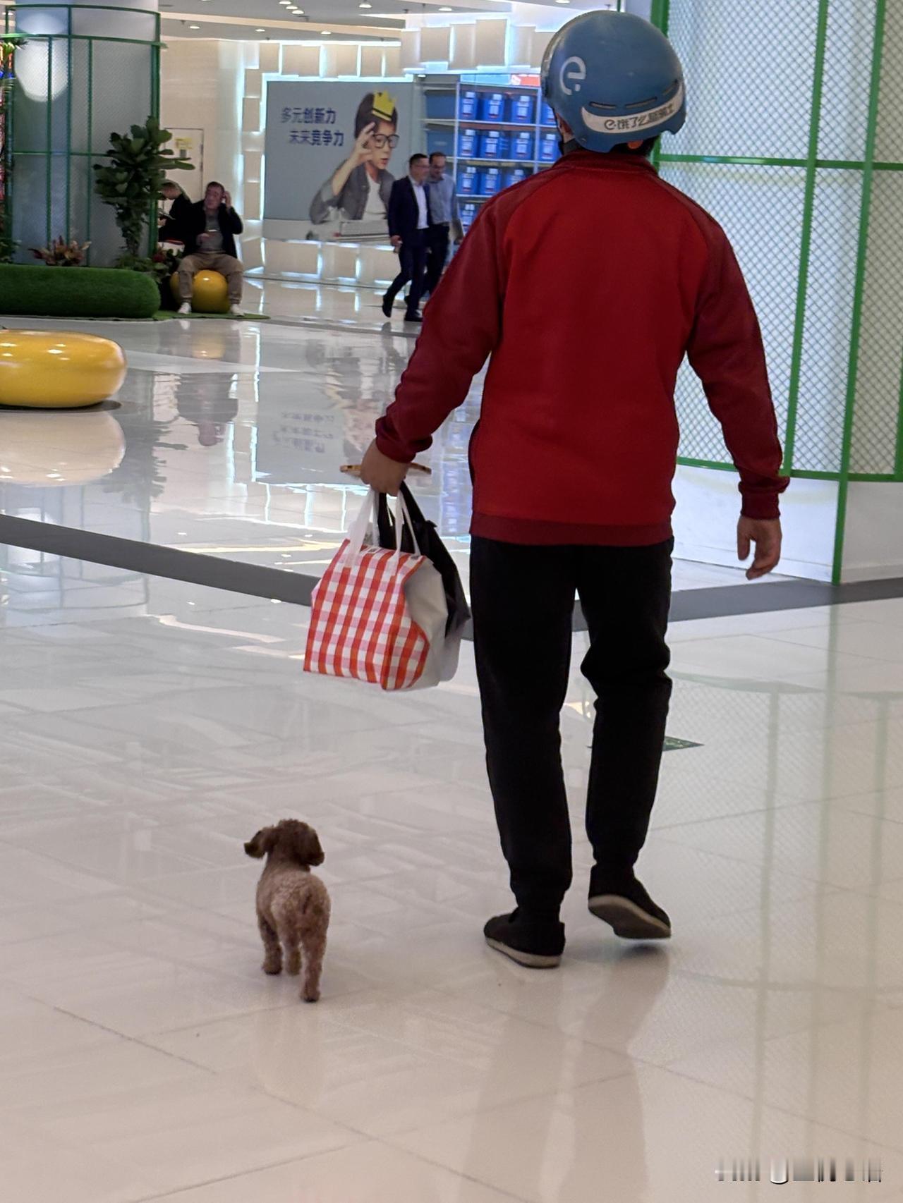 在商场偶遇外卖小哥“带薪遛狗”！

小泰迪像个小跟屁虫，
跟着小哥穿梭在各个商家
