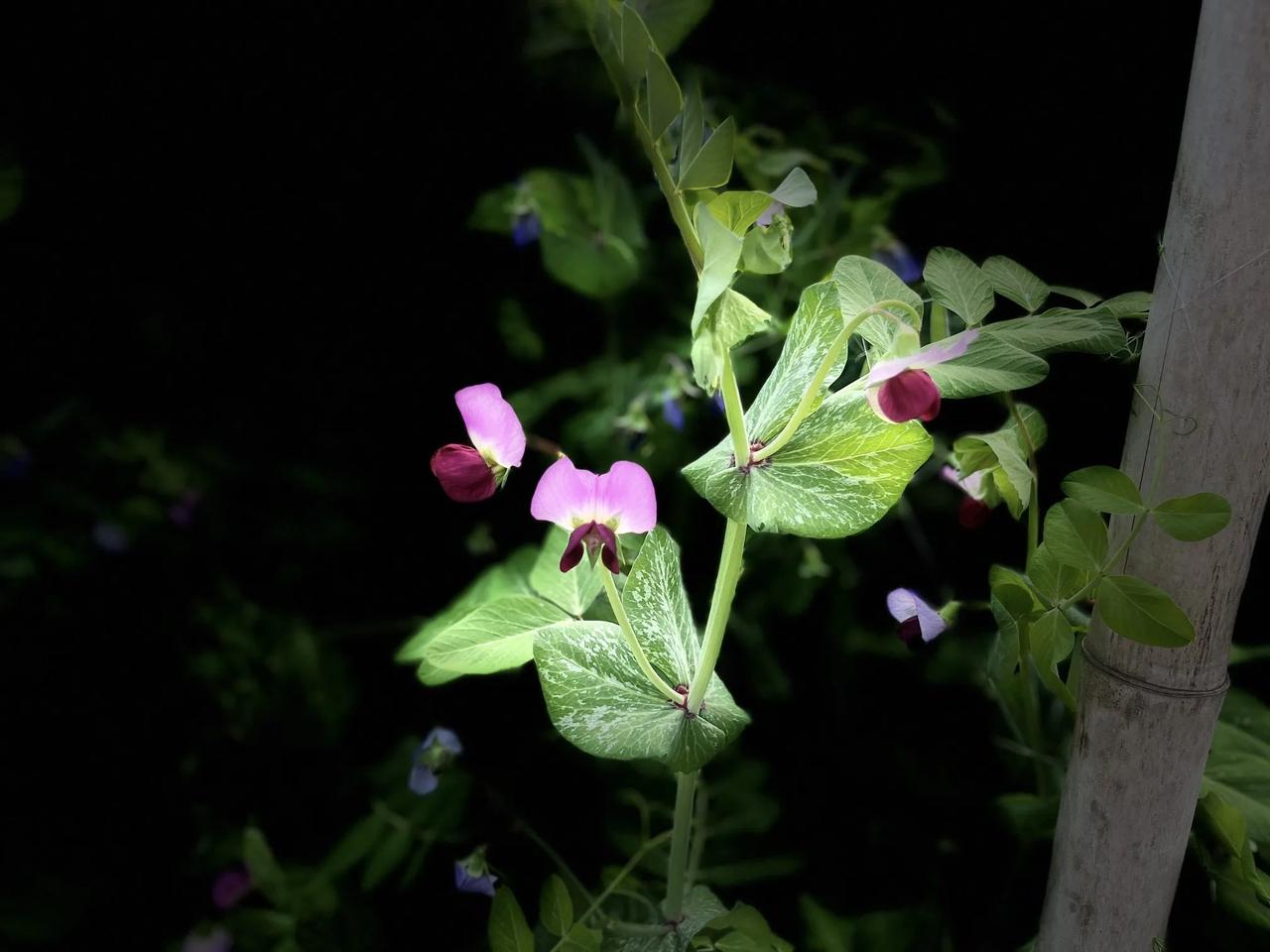 去郊外拍个花花，权当过节吧！[笑哭][笑哭][笑哭]