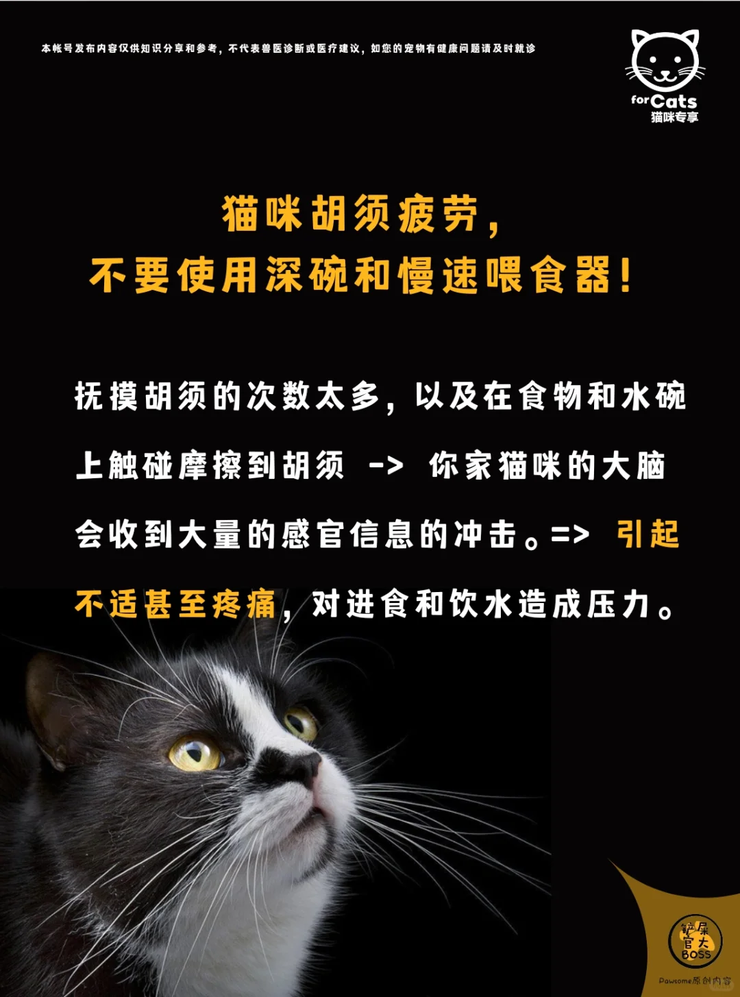猫咪胡须疲劳，不要使用深碗和慢速喂食器！