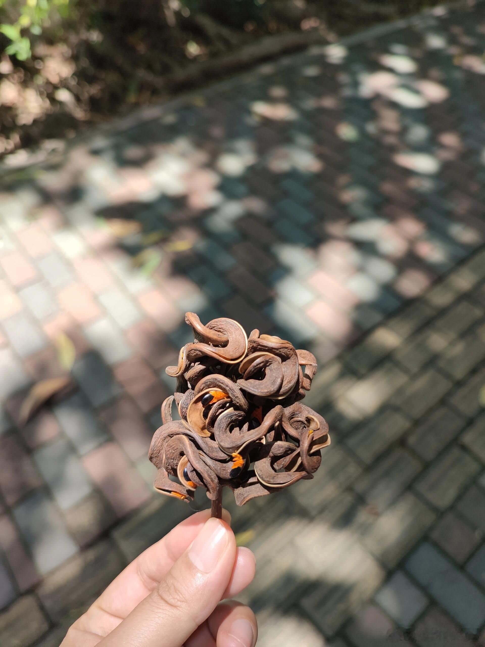 散步路上发现的，不知道是啥，还怪好看的 ​​​