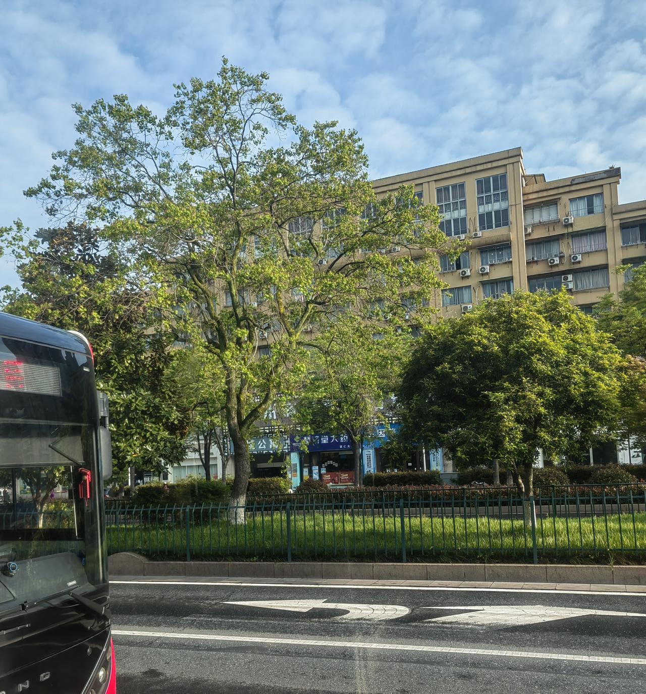 乌桕树
乌桕树是典型的色叶树种，四季景色各异，能为城市道路带来丰富的视觉变化：