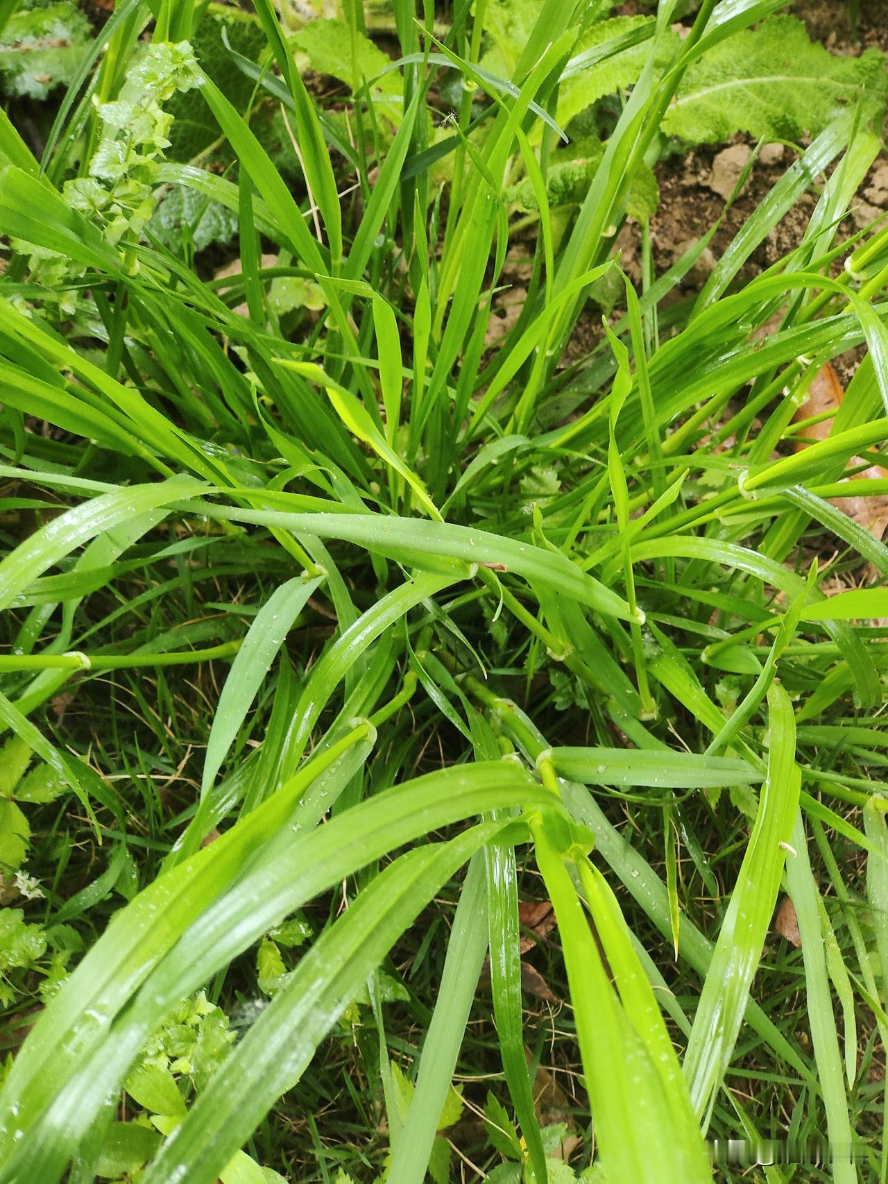 小麦追肥到底是用尿素还是复合肥?小麦追肥一直都是大家热议的话题。有人认为追尿素好