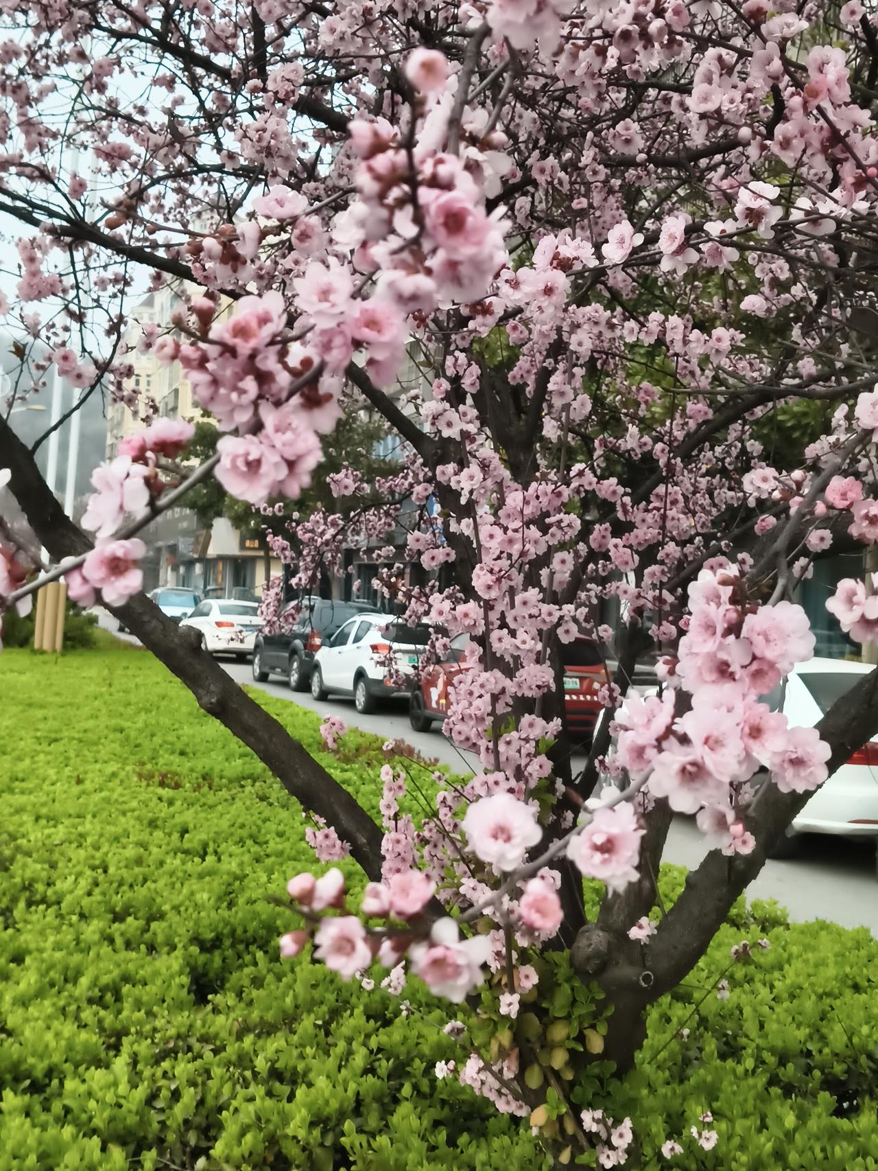 晒图笔记大赛一树粉霞悄然漫上枝头，将整条街巷都浸在温柔的春意里。花瓣层层叠叠，如