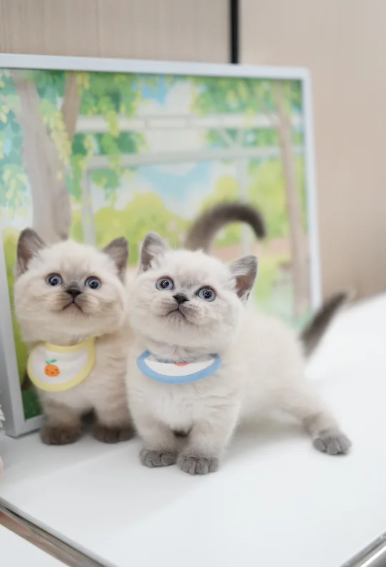 呀！是烤糊的修猫