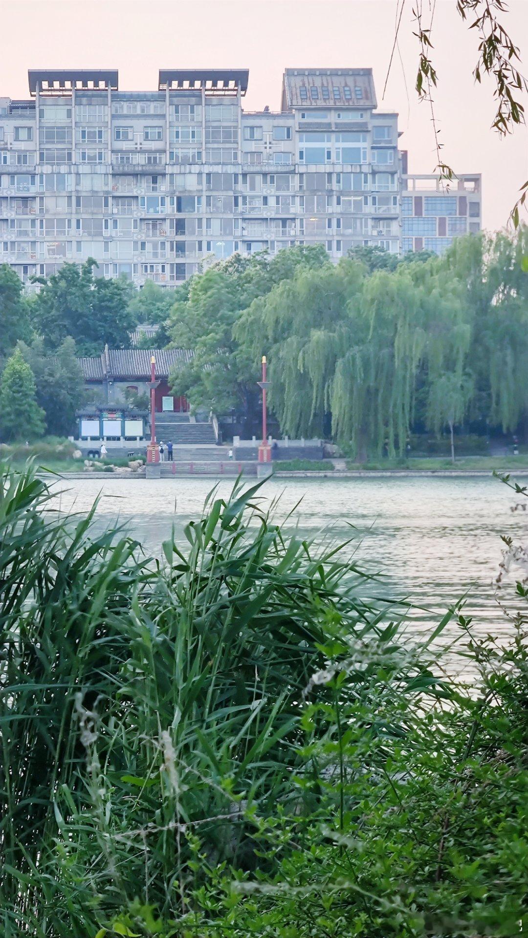 北京紫竹院公园夏日随手拍摄影​​​