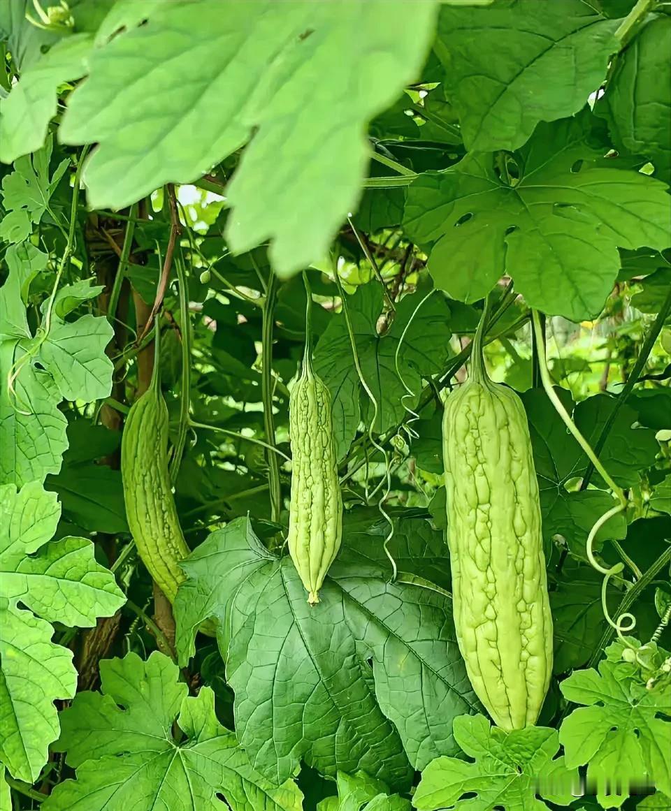 #一句话形容夏日生活#
34°的高温，太阳认认真真的发光发热，一点都不懈怠，记录