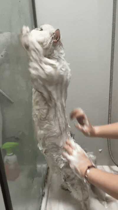 看见这只小猫洗澡的模样，真是给我逗乐了。主人搁后头给它搓后背，它一个劲儿伸着爪子