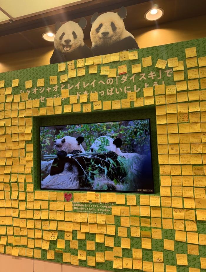 清晨六点，上野动物园外排起长队，东京的冬风没能吹散人们的热情。人群中，有人穿着熊