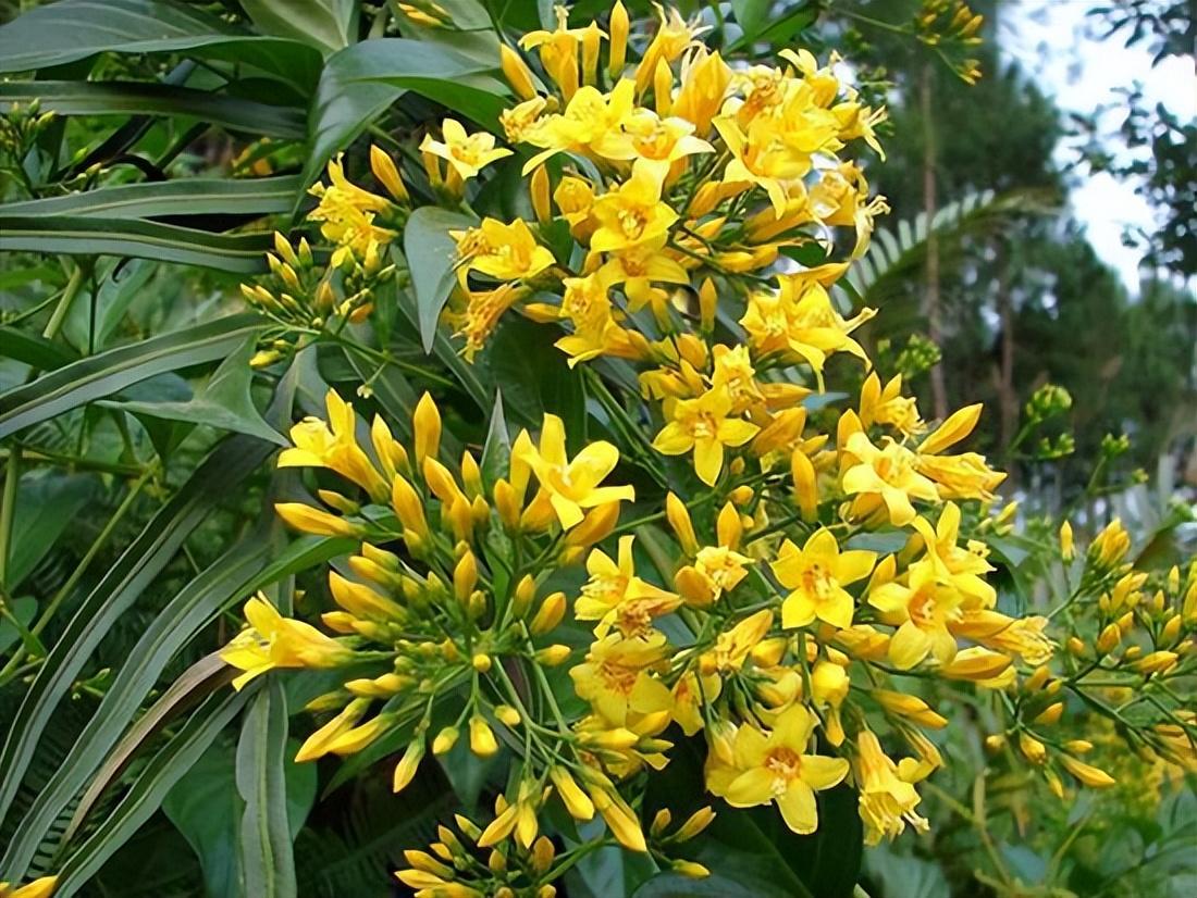 春日采青，乐趣无穷，但一种开着黄花、形似金银花的植物，却可能是潜伏的“温柔杀手”