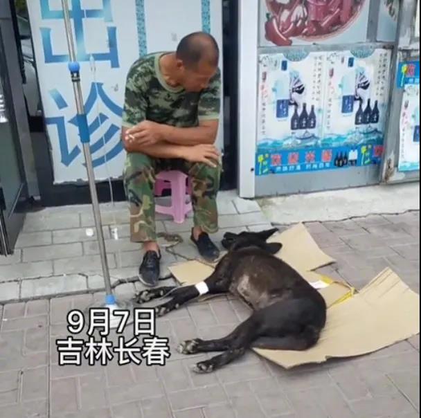 既然选择把它们带回家，就一定要负责到底！最近在吉林长春的街头有这么一幕……一位大