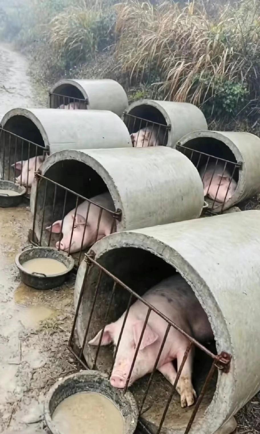 这样养殖成本低，出栏快，利润高![吃瓜群众]