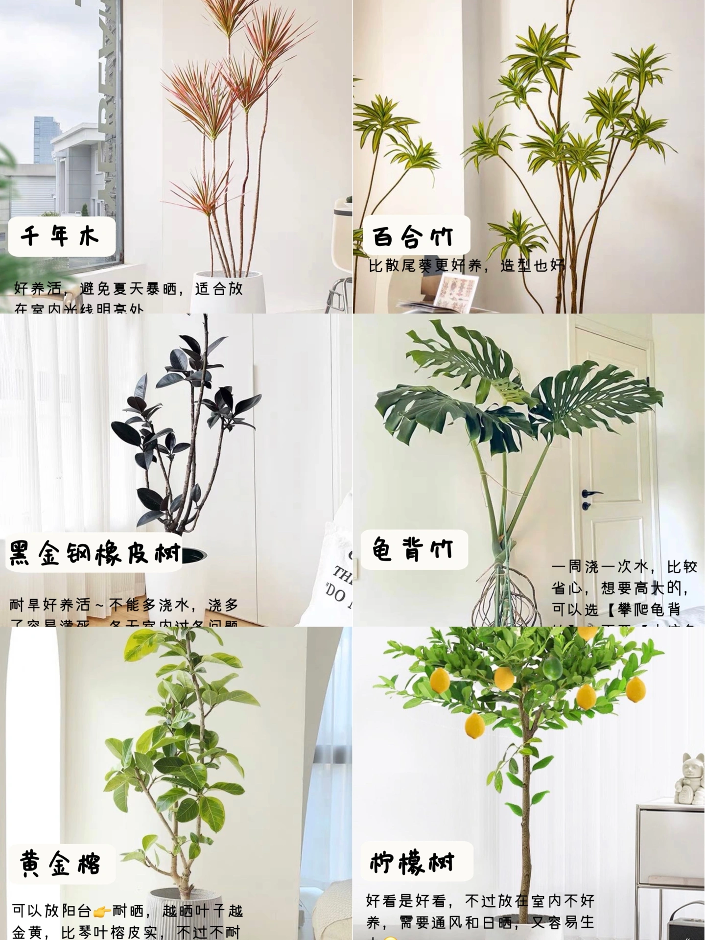 好养活的绿植🪴有哪些❓|绿植红黑榜🧾