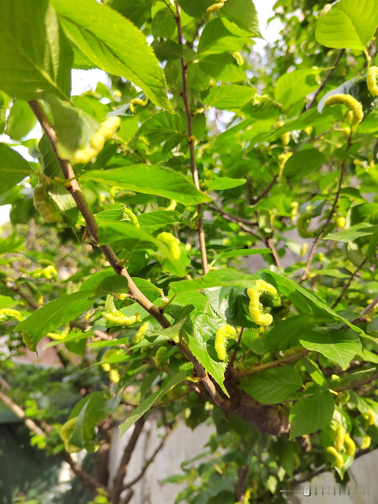 突然发现一个扎心的事儿！
我们小区的果树多，今天早上我又去兜了一圈，却发现了一个