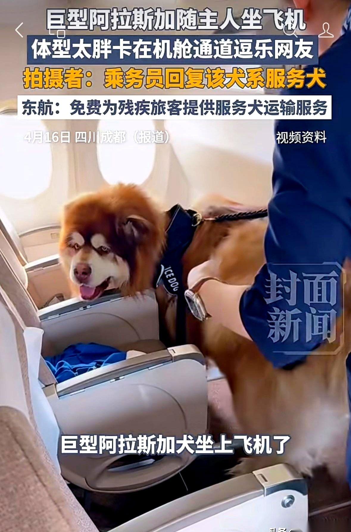 东航的一架飞机突然在网上火了，起因是一只卡在机舱过道里的阿拉斯加犬。
这大家伙像
