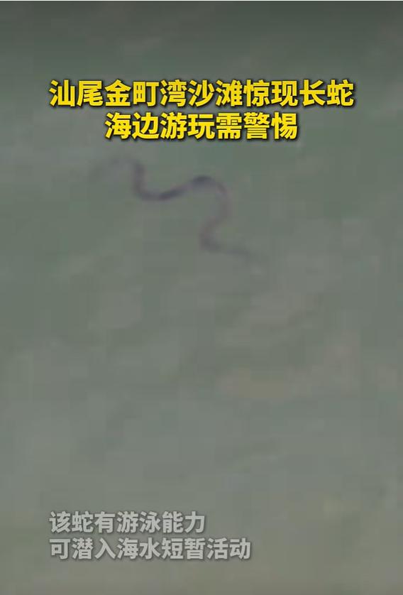 2026 年 9 月 11 日，南方都市报消息，广东汕尾金町湾沙滩发现一条长蛇，