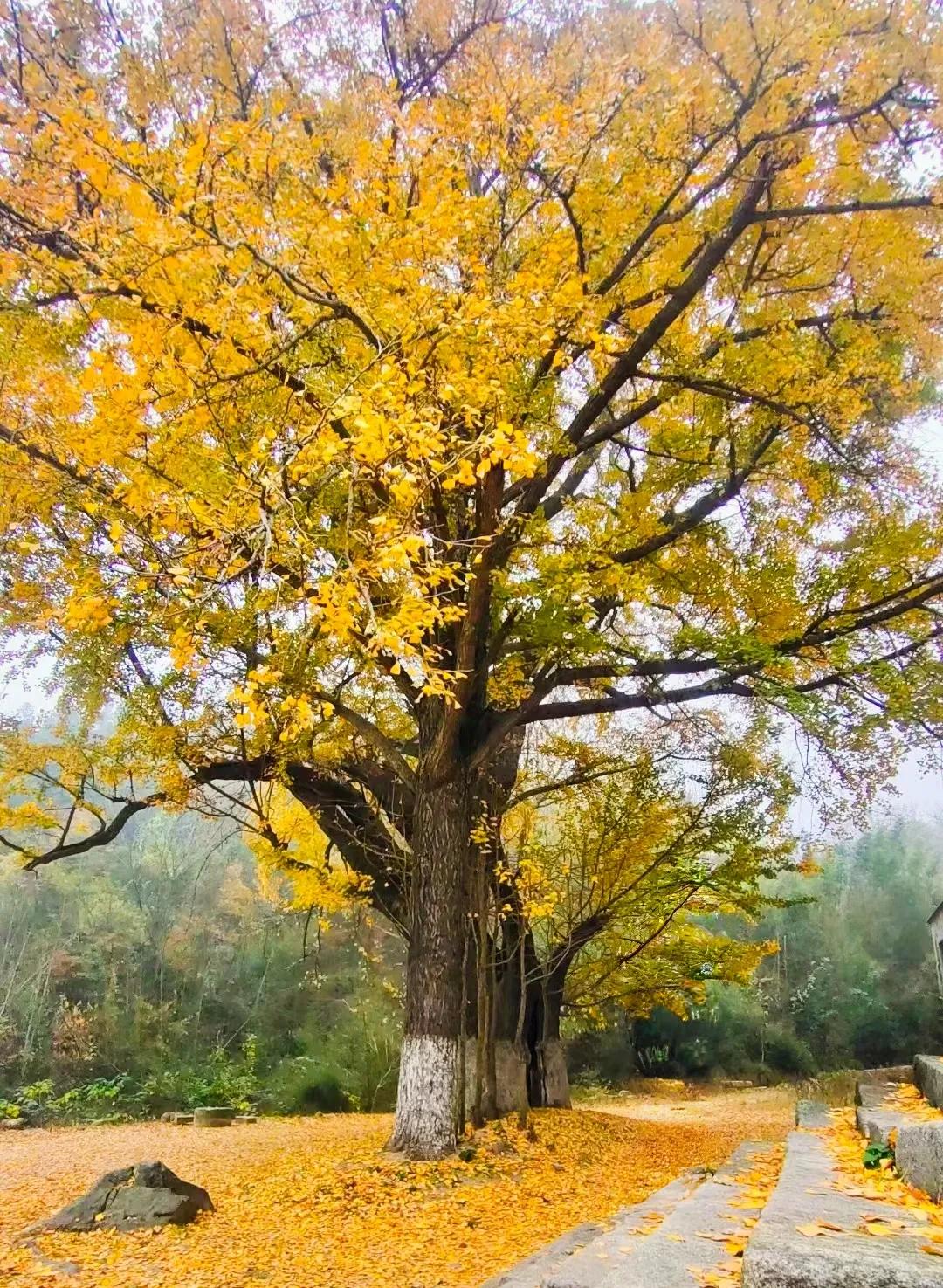 三棵古银杏，美了一片天。