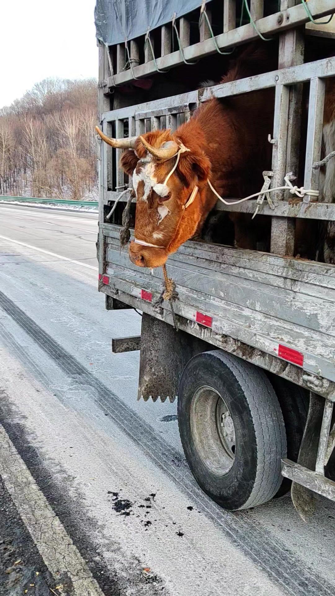 ❄️寒风里母牛的眼泪，冻成了冰碴。
牛犊子被卖掉时，它在栏杆边疯了似的撞。看着车