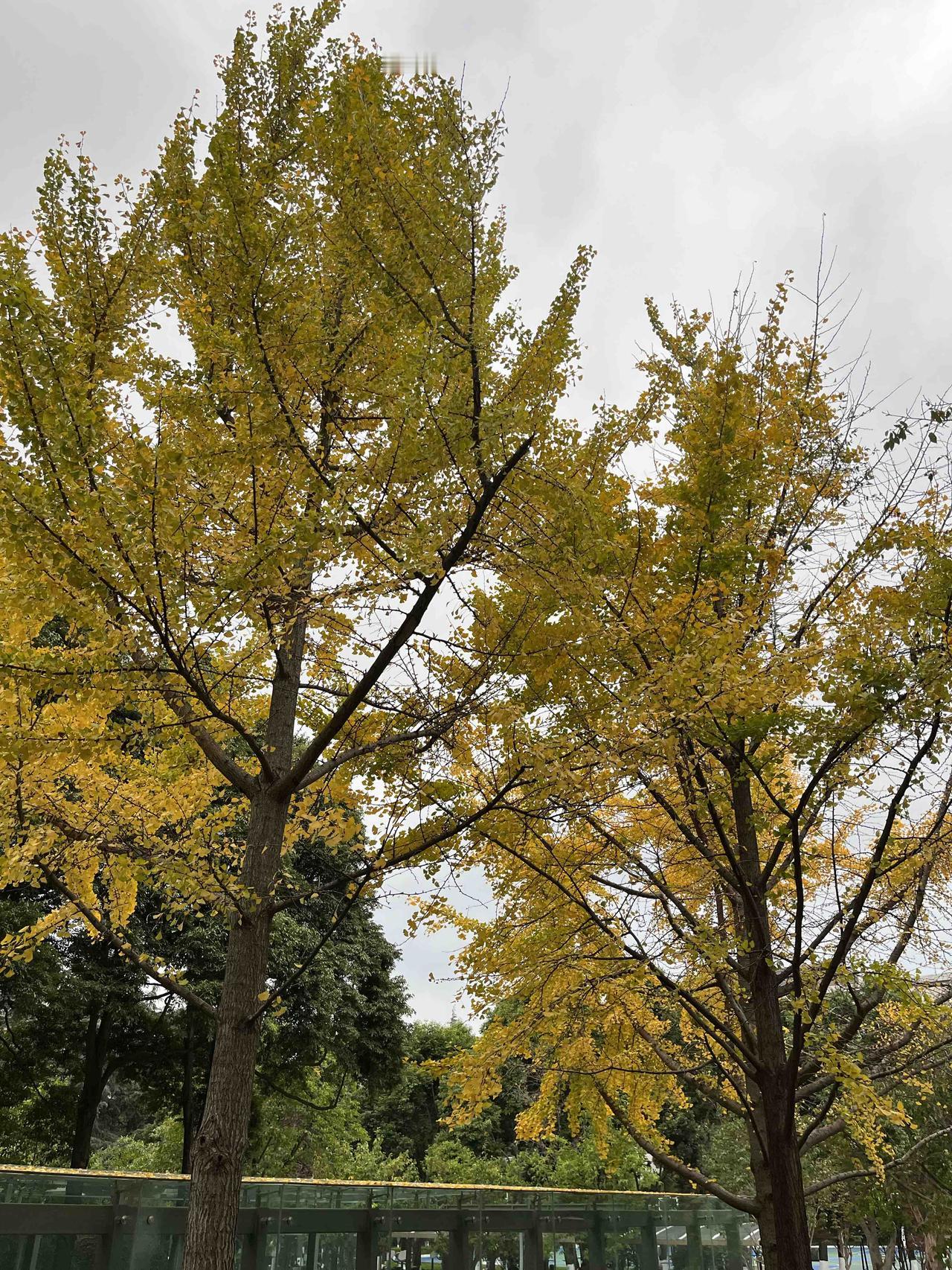 2026最想实现的一件事人生灿烂、世间芳华！