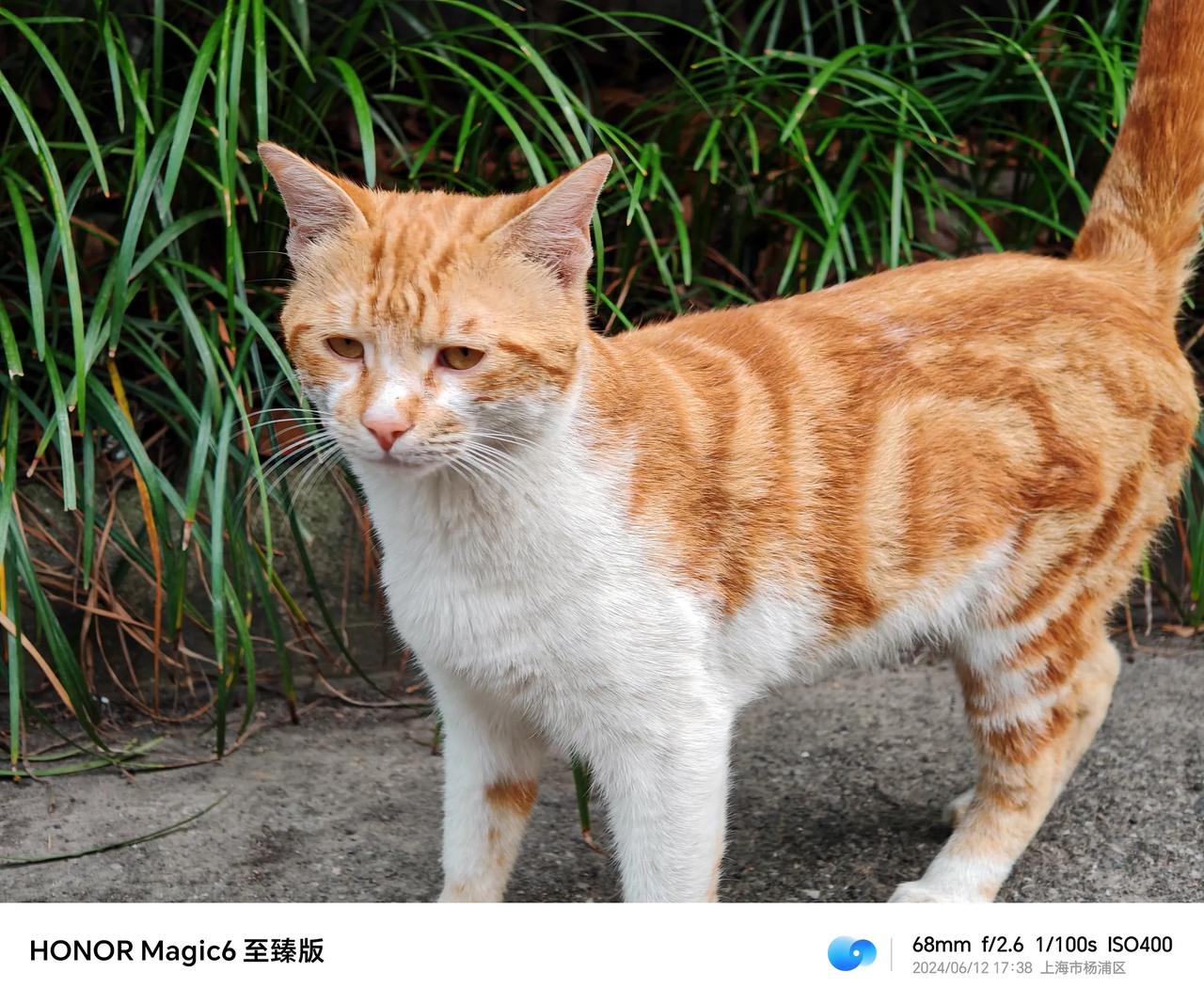 小米VS荣耀VS华为AI消除对比。

图一是原图，目标是把这只猫给消除掉。

图