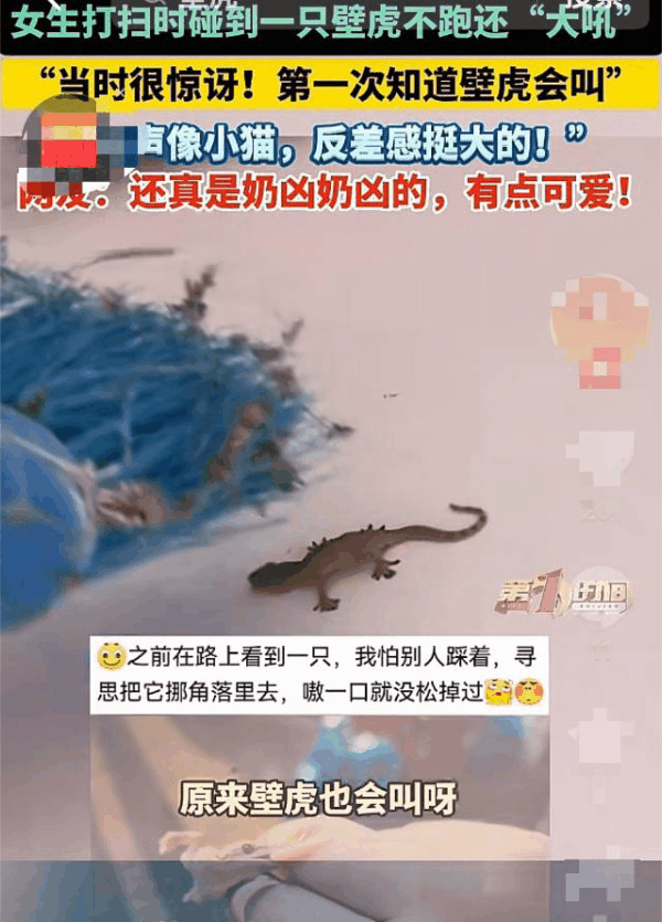 河南，一名女子打扫卫生的时候发现有一只壁虎，然后她就赶壁虎走，没想到这壁虎不慌不