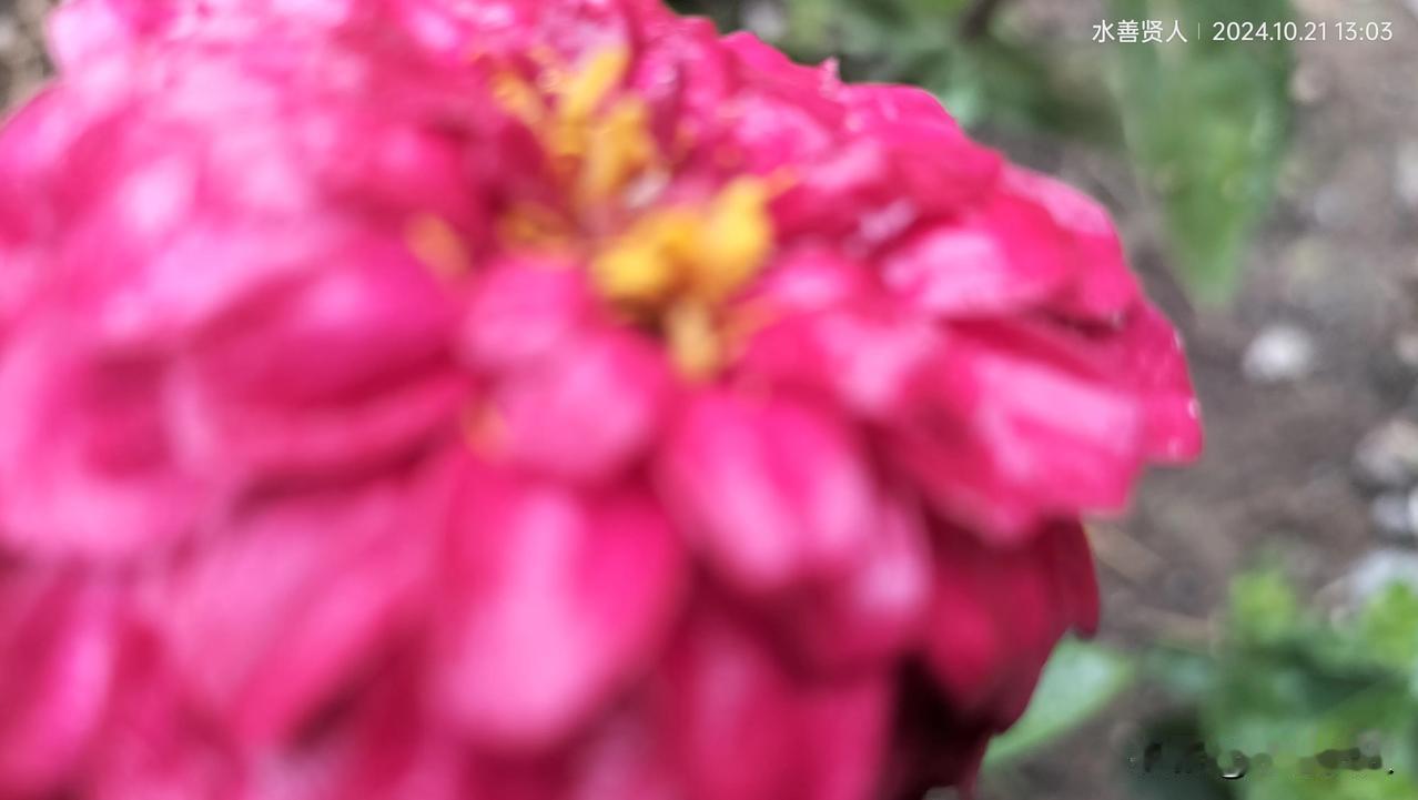 嗮嗮庭院小花自然美景