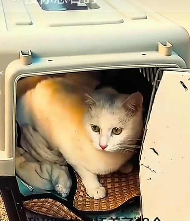 看看你们遇到的猫咪随手拍～