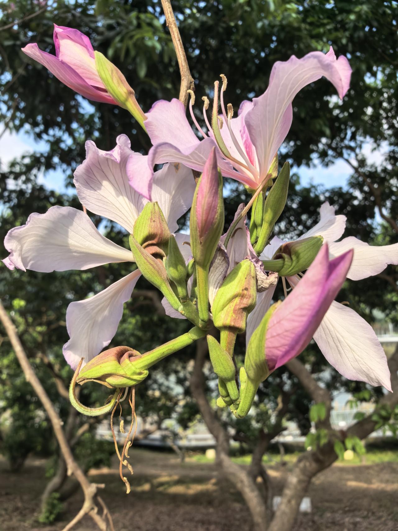分享一张最近随手拍的照片宫粉紫金花细看确实美。
