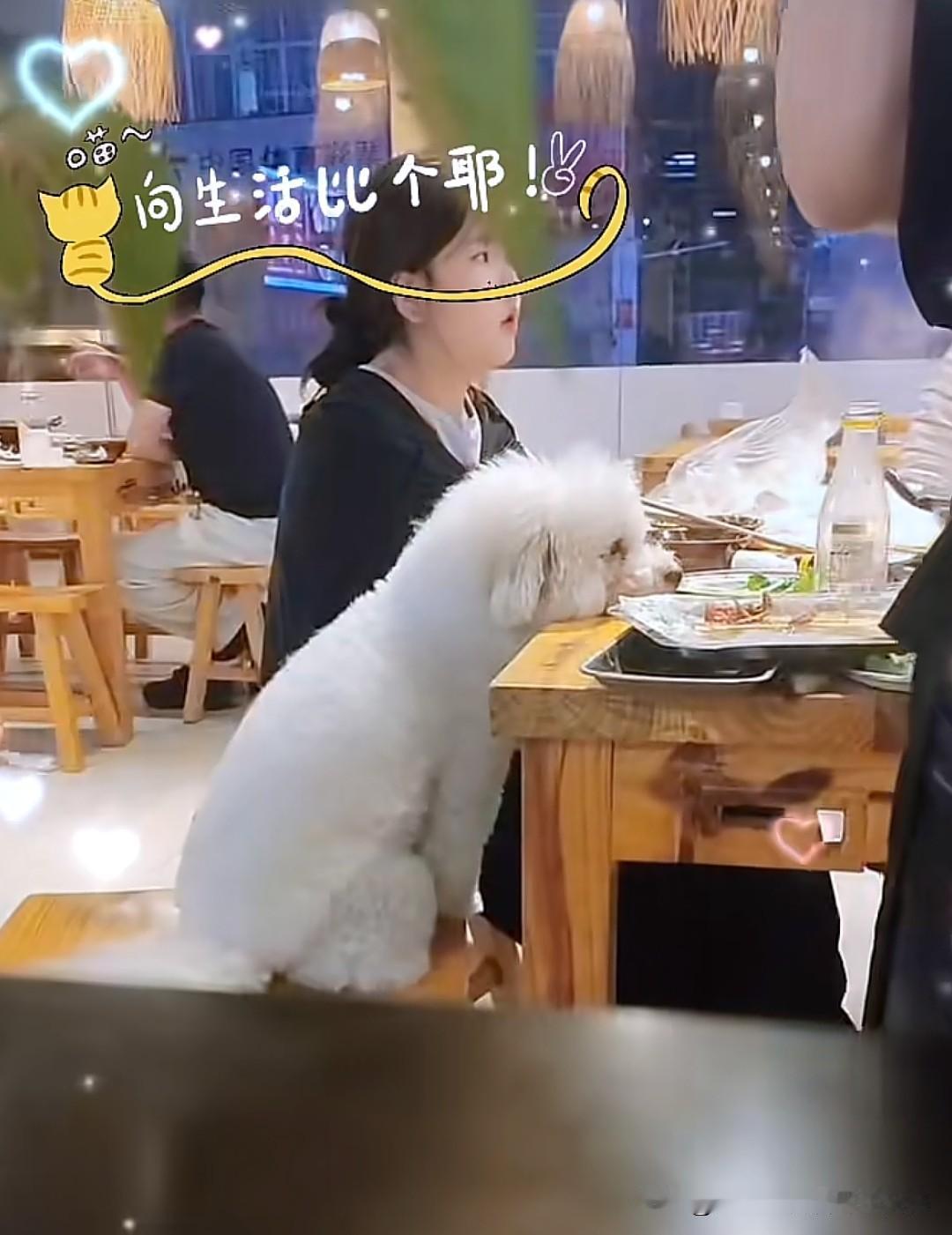 浙江湖州的朋友们知道这是哪家餐馆吗，不仅狗进店，还上桌，人狗共用一餐，店员没有劝